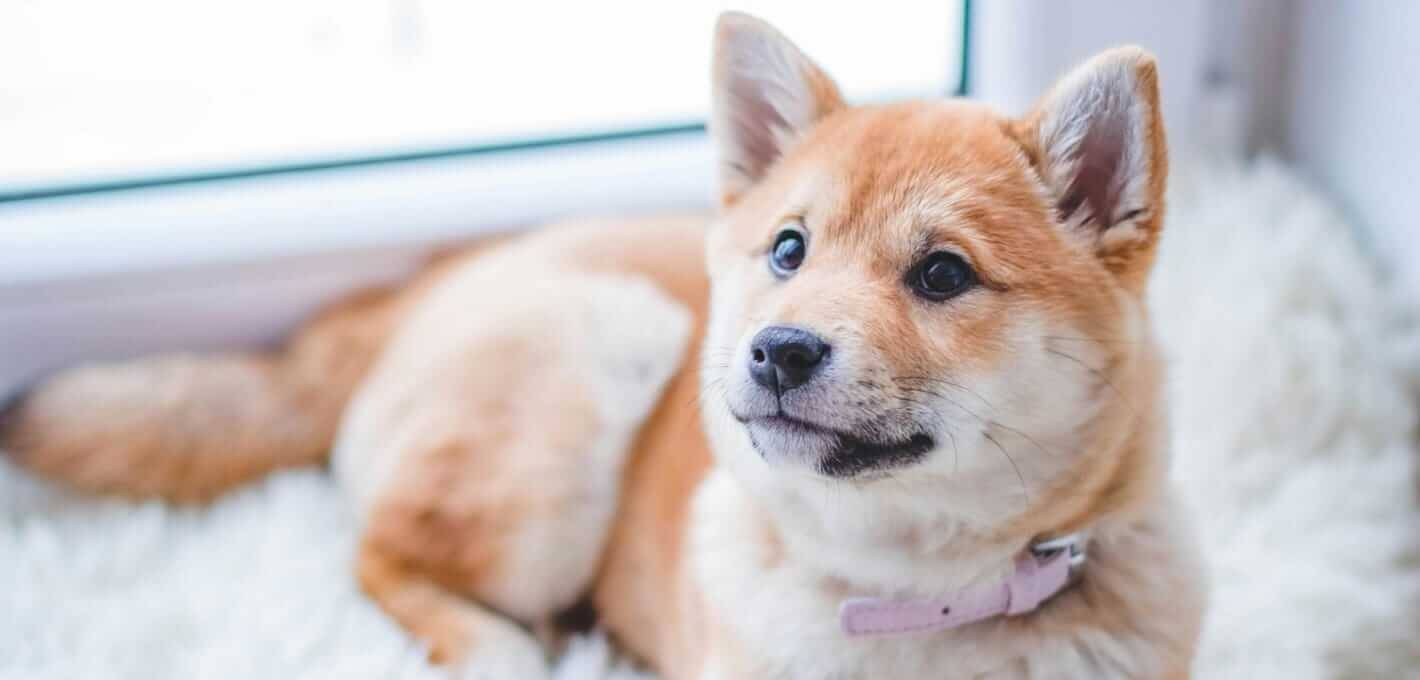 반려동물 동반 가능